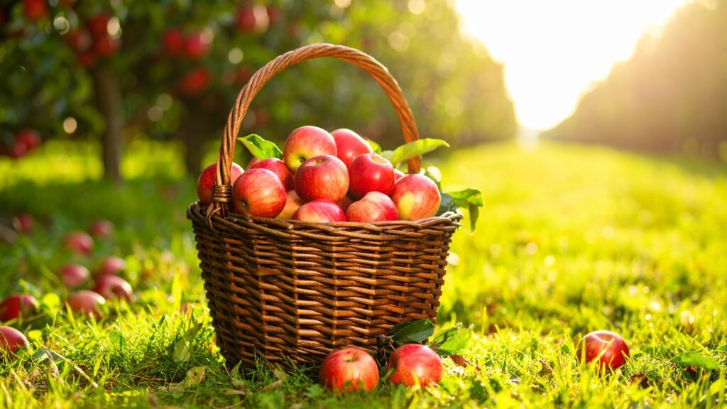 Apple Festivals Near Indianapolis in 2026